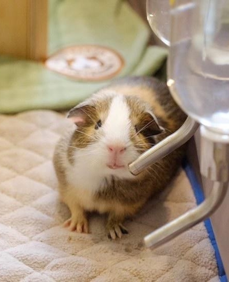 GuineaDad's tweet photo. Potato and Coco go together like two peas in a pod π
#GuineaDadModels #seratoninboost #thecutest #guineapig #guineadad
πΈ: @dds.piggies
Click https://t.co/5445Qojp4D to shop! β https://t.co/wD67IyXsCY