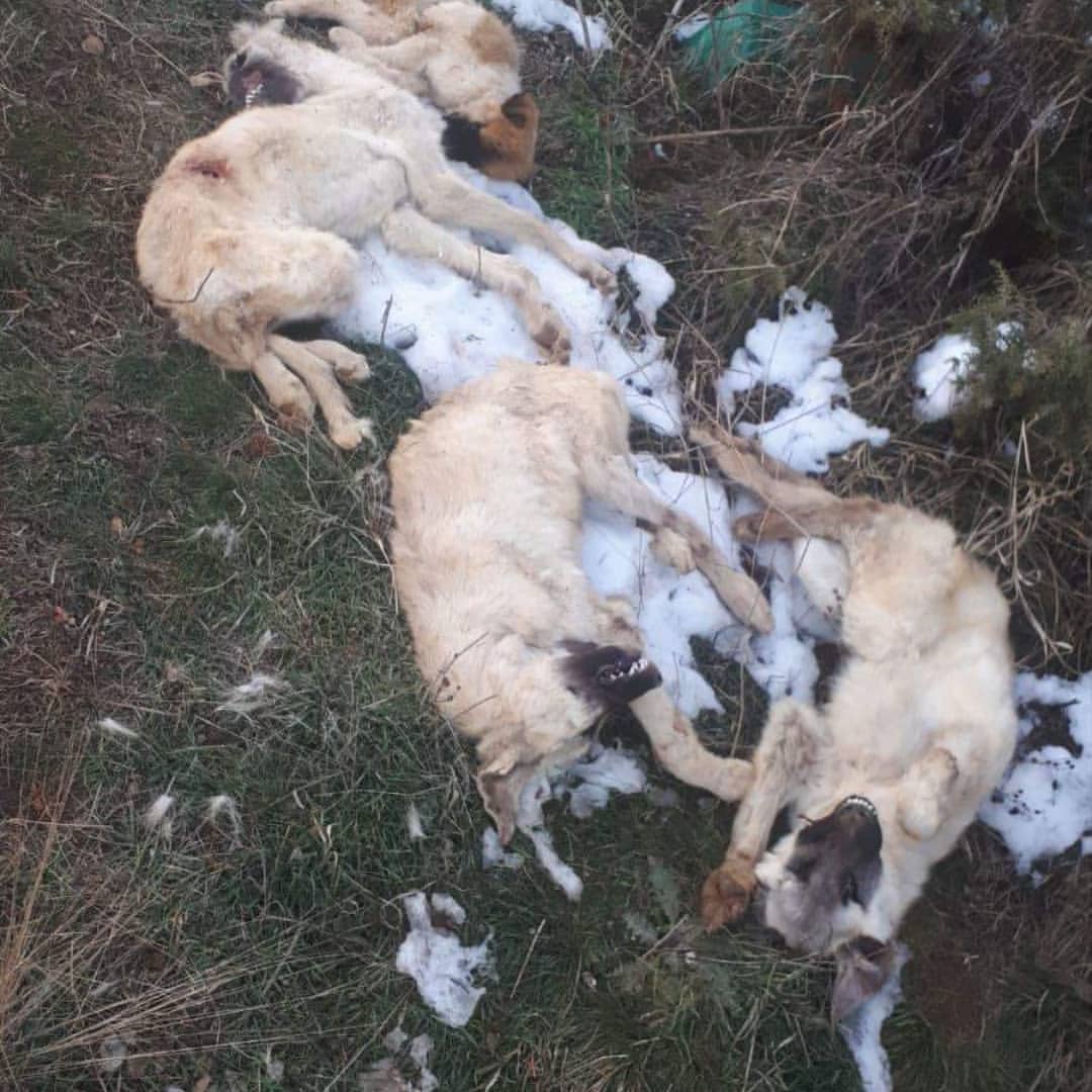 Kütahya Merkez ,Kirazpınar da tüfekle vurulmuşlar katliamlar başladı <a href="/KutahyaValiligi/">T.C. Kütahya Valiliği</a>  katilleri bulun !!!!

#SokakHayvanlarıSahipsizDeğil
#sahipsizlerinsahibiyiz
<a href="/RTErdogan/">Recep Tayyip Erdoğan</a>