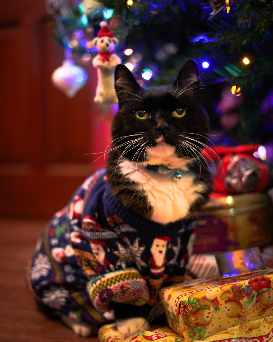 obrytzmedia's tweet photo. Merry Christmas from my bubba Roger xxxx https://t.co/wnbLhJiceW