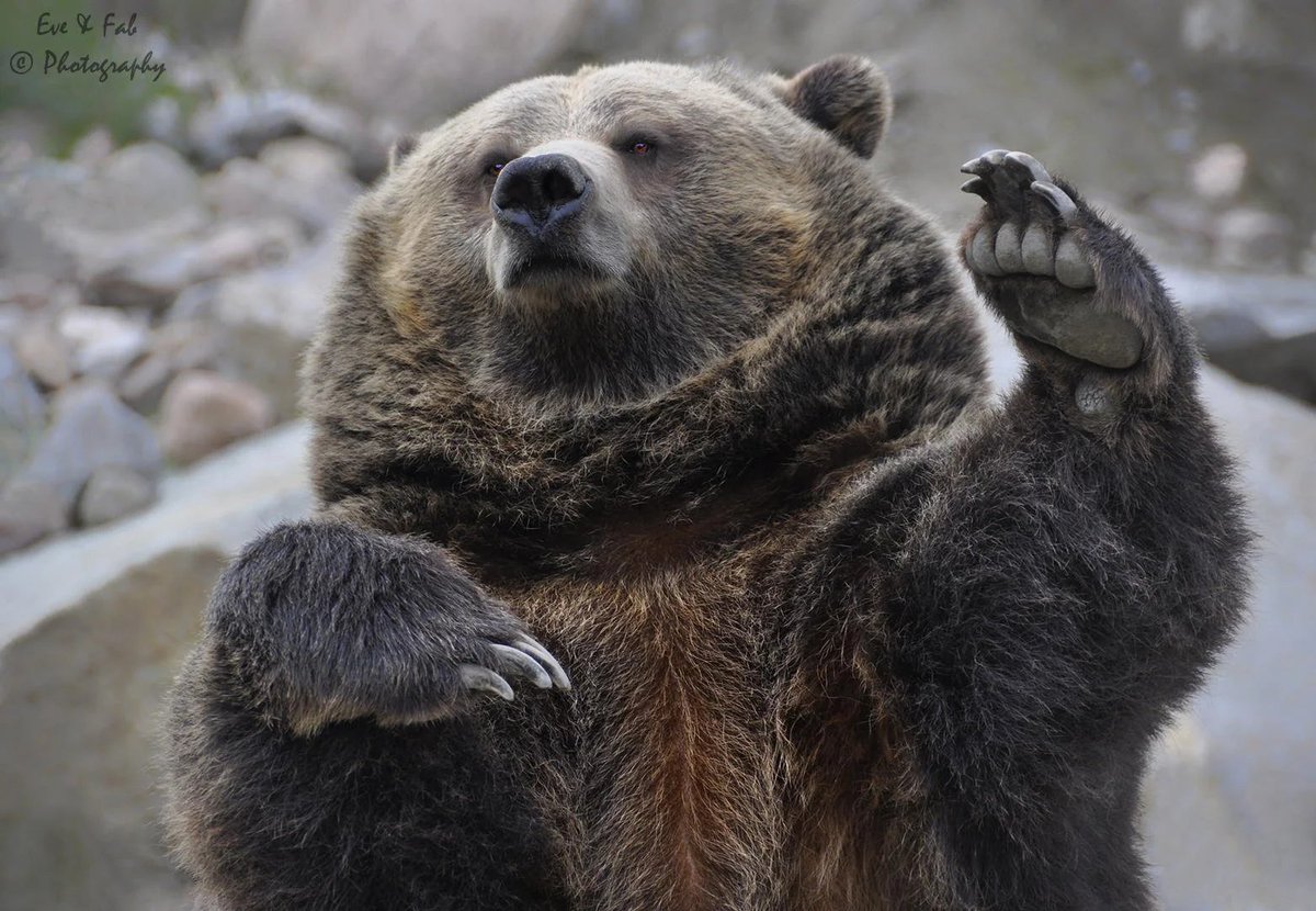 Bearsome (@bearsomez) on Twitter photo 
