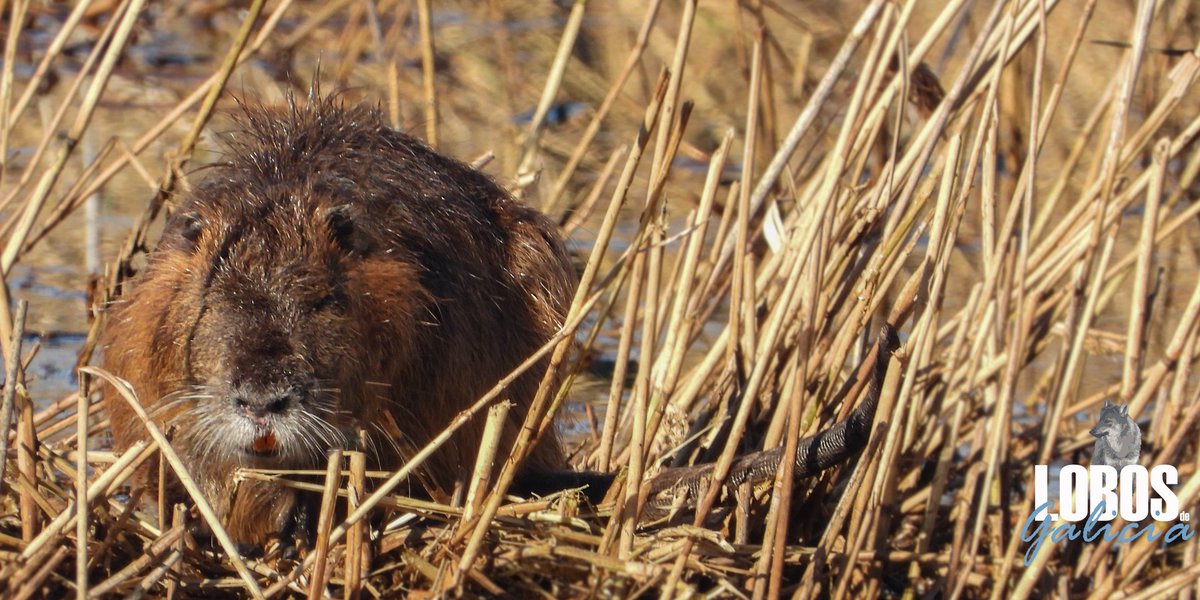LobosGalicia's tweet photo. El coipú o Myocastor Coypu es un animal exótico no muy conocido en #Galicia introducido de manera irresponsable en Europa, en la actualidad ya está presente en Asturias... Su gran consumo de materia vegetal y su facilidad de reproducción lo hacen altamente dañino. Foto de Euskadi https://t.co/9RDWdRmiIw