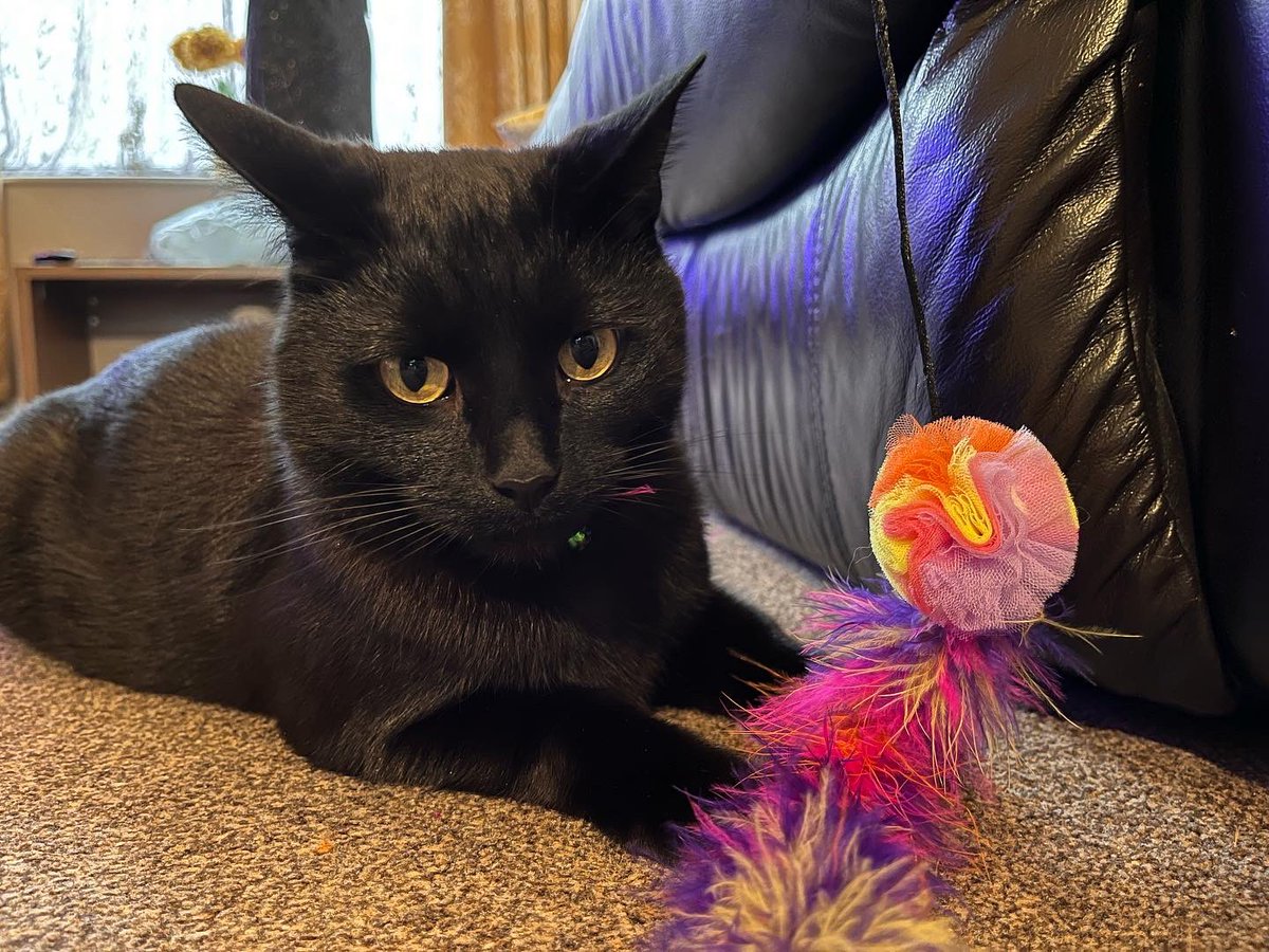 sweep_the_cat's tweet photo. ✨Meowy Christmas!✨
-
#meowychristmas #merrychristmas #christmas #catchristmas #december #december25 #catofinstagram #catsofinstagram #cat #cats #blackcat #kitty #cute #cutecat #cutekitty #adopt #adoptdontshop #batcat #sweepthecat #sweepthebatcat #minniethecat #sweepandminnie https://t.co/8XWrLumPbw