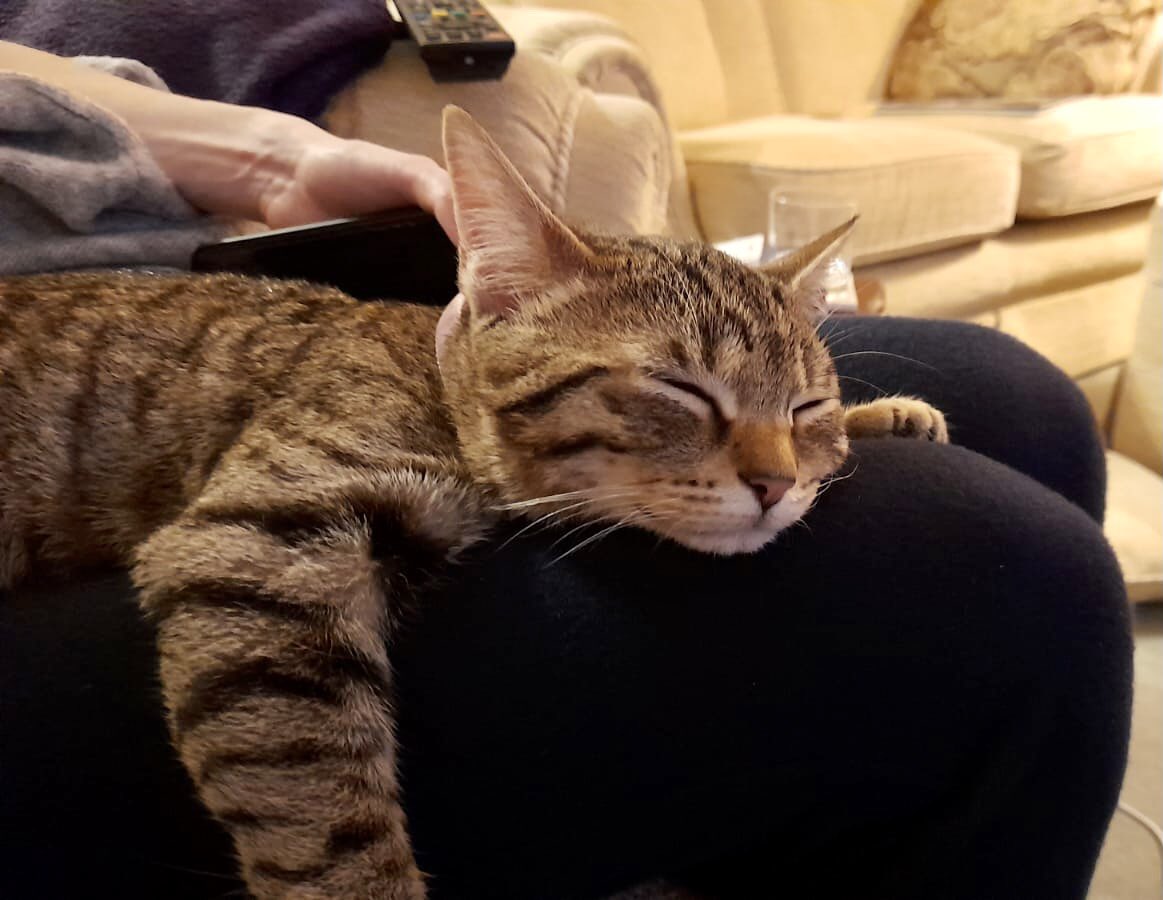 pooped after my very fuuurst catmas. yummy food and new toys….what more could a Lily want? 🎄
hope youve all had a happy and safe day ♥️ #CatsofChristmas #CatsOfTwitter #snooze