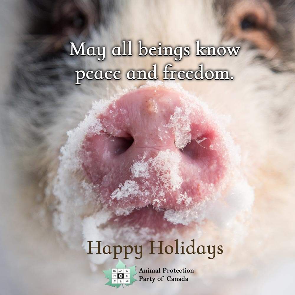 May all beings know peace and freedom. #compassion #govegan #veganholiday #compassionatepolitics #freedomforall #loveanimals #cdnpoli