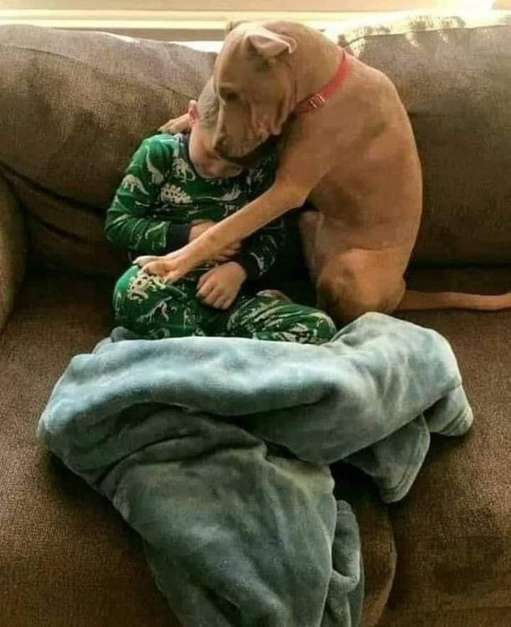 NecesitoUnPerro's tweet photo. Amor incondicional!!😍😍😍 https://t.co/OUj2CEiQbX