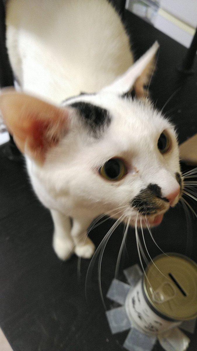 ねこのひみつ基地 Nekohimitsukiti Twitter