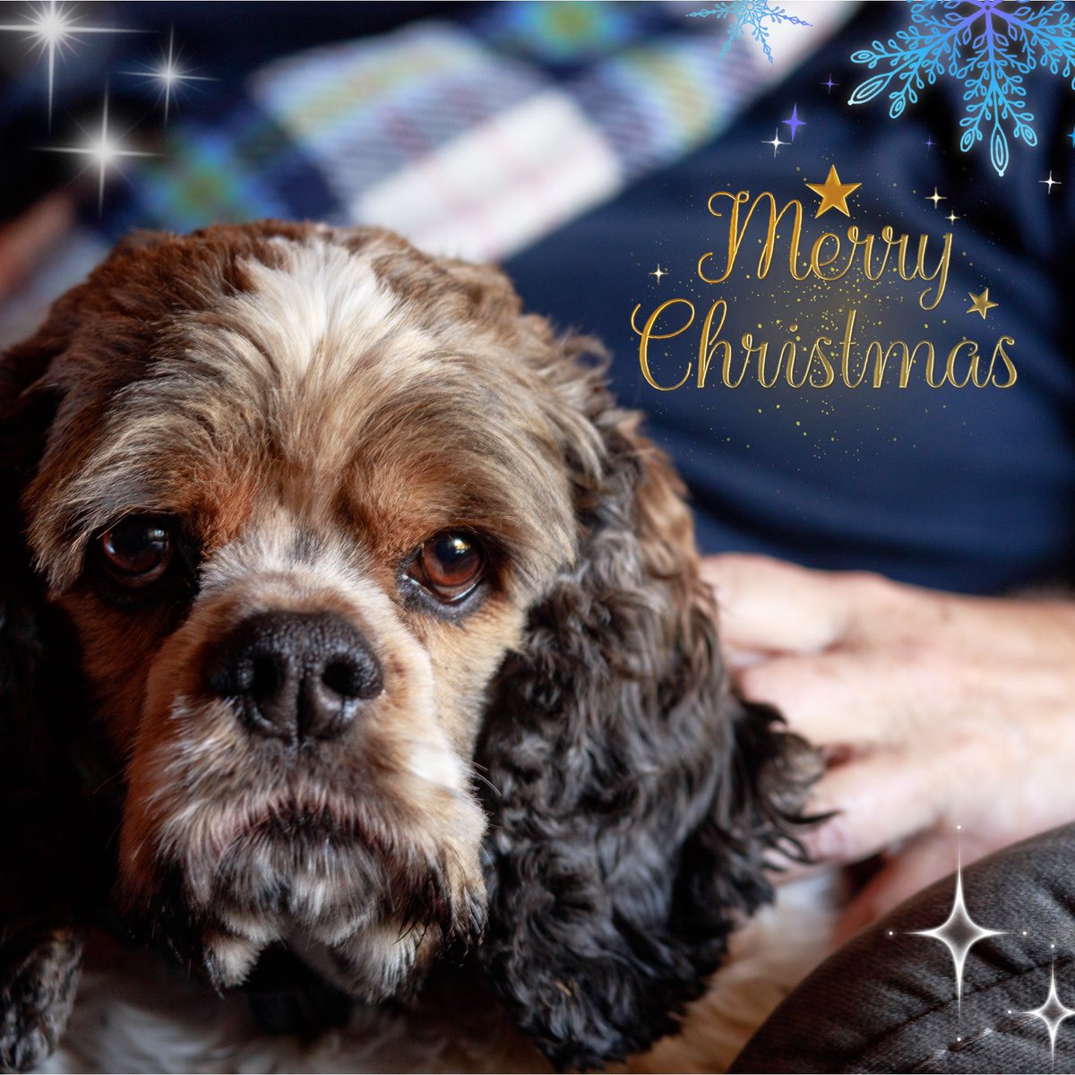 wovenpenguin's tweet photo. Merry Christmas and Happy Holidays from our family to yours! 🎄❄️💕 https://t.co/QQGZxtJwhf