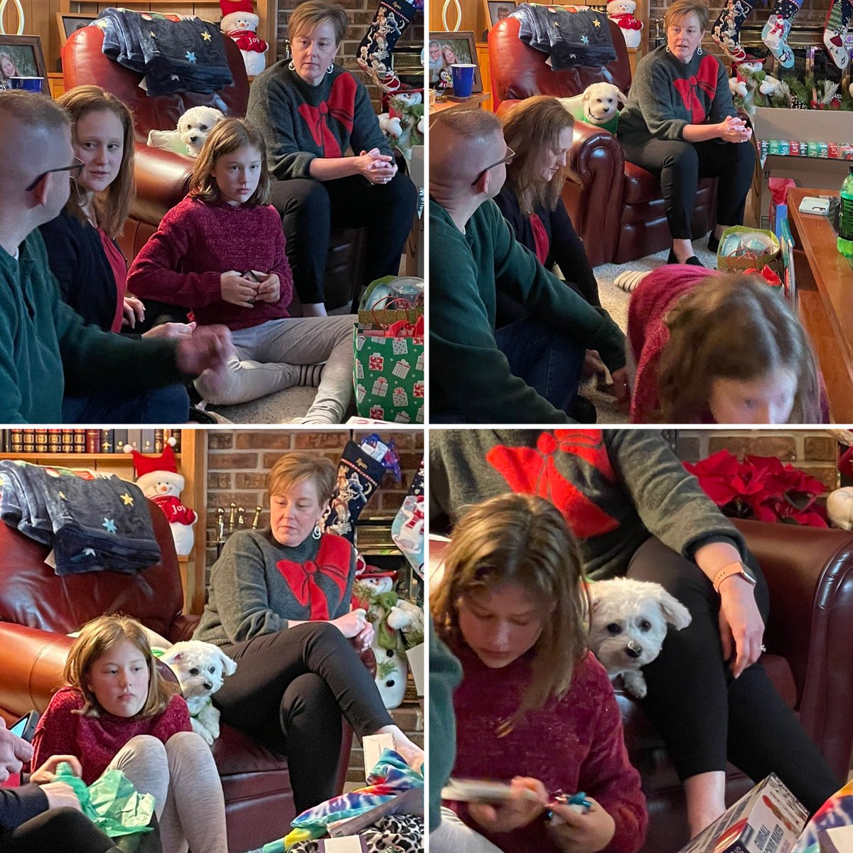 Jason_Brudereck's tweet photo. The best strategy for Marielle to stay safe during the gift-opening frenzy was to stay out of the way! 

#cotondetulear #readingpa #cotonsofinstagram #giftopening #christmasfrenzy #berkscounty https://t.co/rshZviBx8V