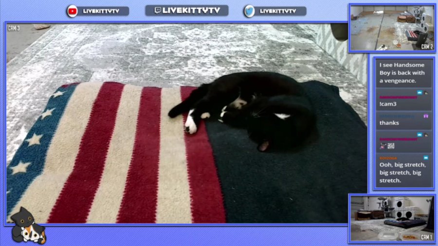 Distrusted78's tweet photo. We try our best, but sometimes we aren't available to break things up. @LiveKittyTV https://t.co/SShtyUTNjV https://t.co/BCNWQyyOKD