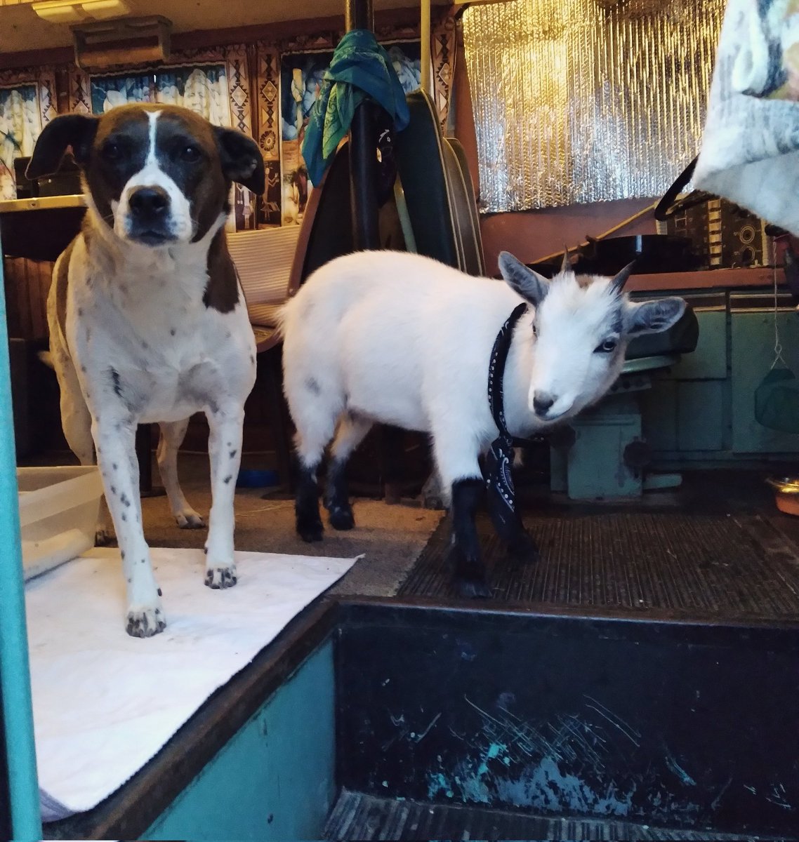 UdderChaos3's tweet photo. @catphrenologist My pup Syd and me Ness https://t.co/PAIwQ84MTh