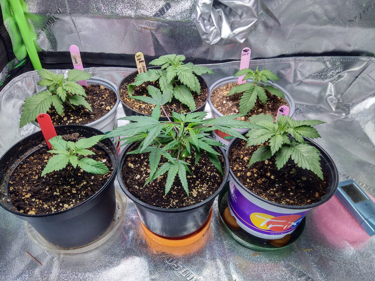 TempleGrower's tweet photo. #MicroGrow coming along nicely. I culled that shitty #CaliBerry and chucked in a #CBDCharlottesAngel clone I had laying around instead. Sometimes she goes, sometimes she doesn't. All good now. Looks like back right needs some TLC too tho..π€π€π±
#GrowYourOwn #Cannabis #FlushItOut https://t.co/EFDsoSpwIF