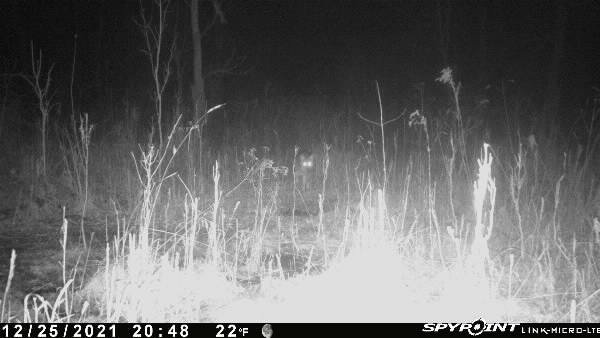 novacreature's tweet photo. First Coyote on camera I know they are out there
from my SPYPOINT Link Device @SpypointCamera #WhyisSpypoint https://t.co/OZ84swBMNc