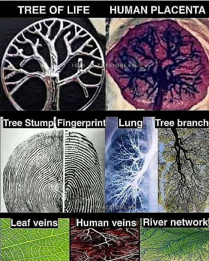 Amazing Nature tweet media