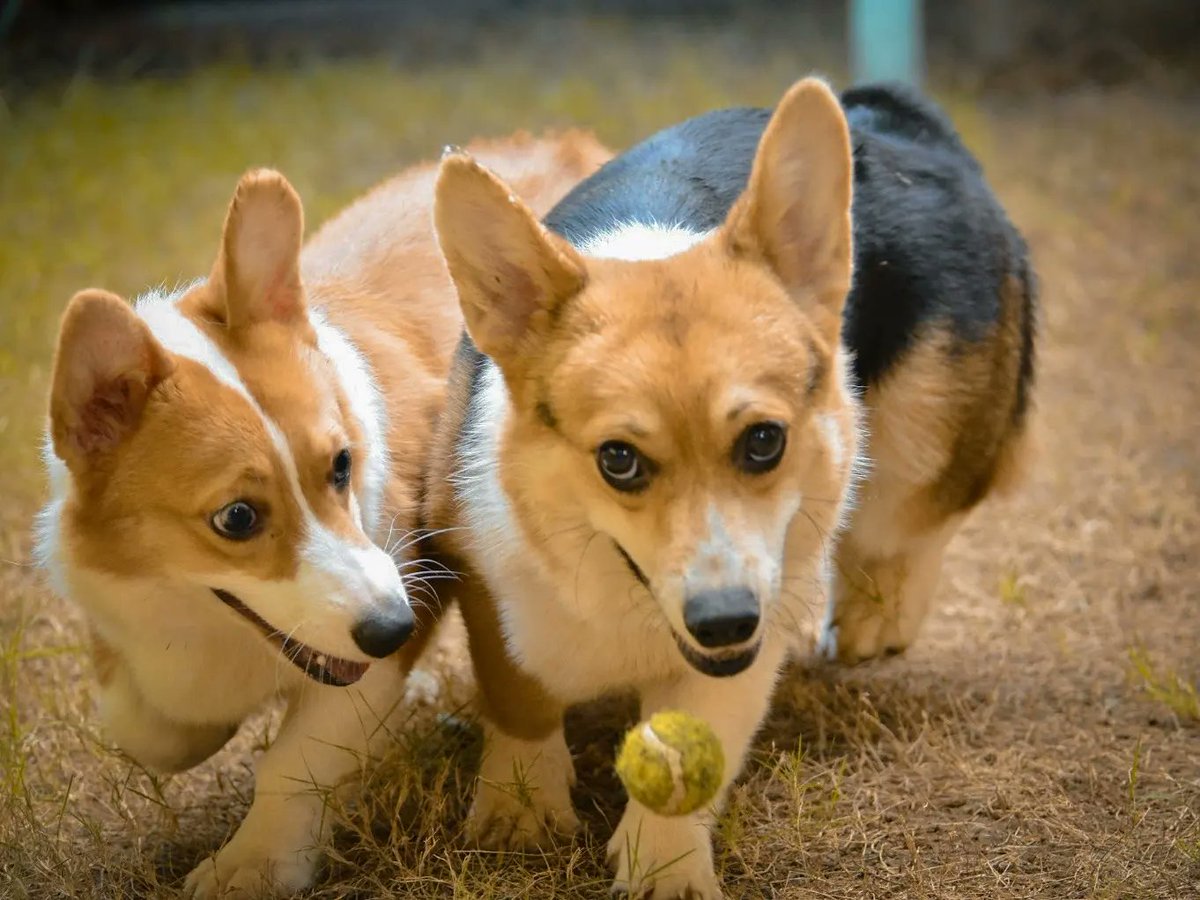 SouthPacCorgis's tweet photo. A ball and a leaf are all we ever wanted for #Christmas... Thanks, Dad @AlbertDomingo! 🐶🐶

#SouthPacificCorgis #Corgi #Dog #PeachesAndCream #Puppies https://t.co/eEZQ4lOojC