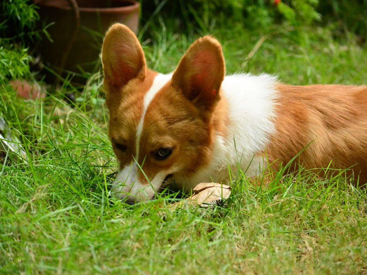 SouthPacCorgis's tweet photo. A ball and a leaf are all we ever wanted for #Christmas... Thanks, Dad @AlbertDomingo! 🐶🐶

#SouthPacificCorgis #Corgi #Dog #PeachesAndCream #Puppies https://t.co/eEZQ4lOojC