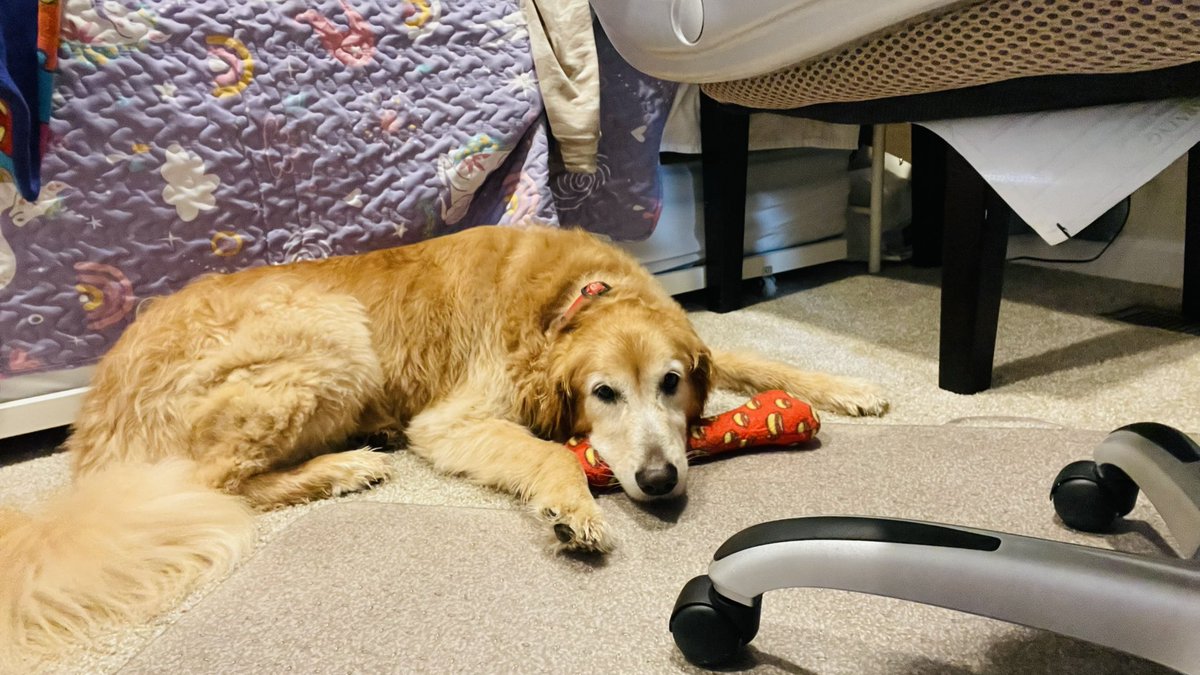 aaaamienichole's tweet photo. #BestAtHome #GoldenRetriever  @WKCDOGS    Scout Thomas https://t.co/JDQTywHiyW