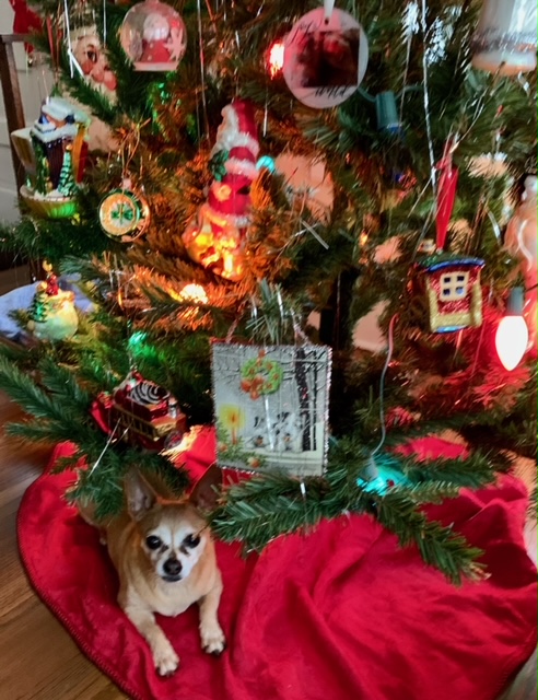 lichirescue's tweet photo. Merry Christmas!🎄Love Desi 😍(formerly Mylow)
#MerryChristmas #AdoptDontShop #NYCACC https://t.co/lL5tNZLNn9
