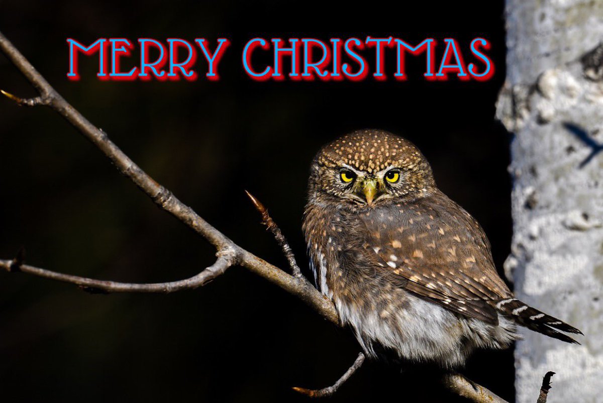 FamousAmosPhoto's tweet photo. Merry Christmas! https://t.co/NdGSSQ0S0X