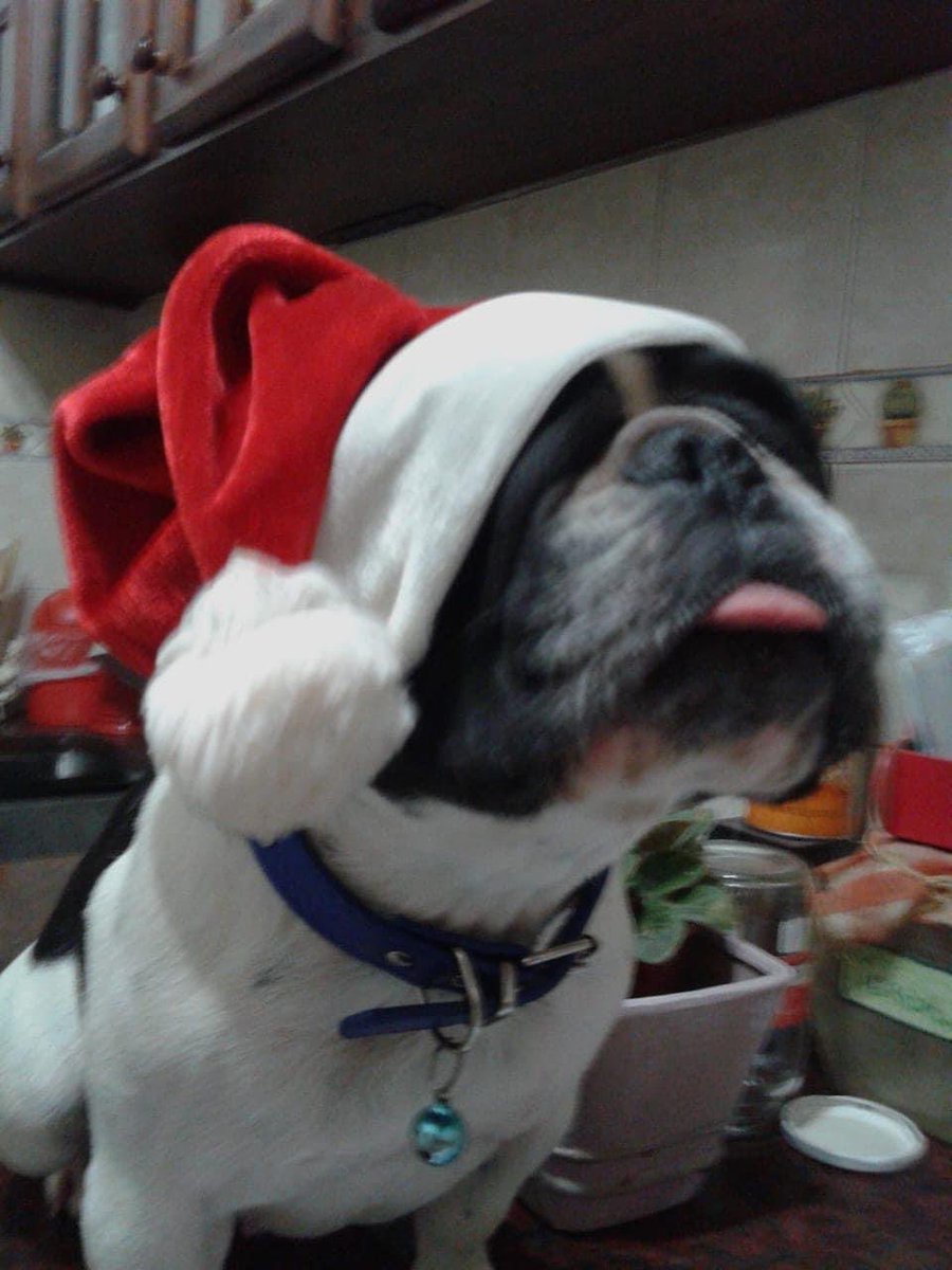 marce926's tweet photo. Mi perro imita a benedetto en madrid https://t.co/6xKr3FRkLY