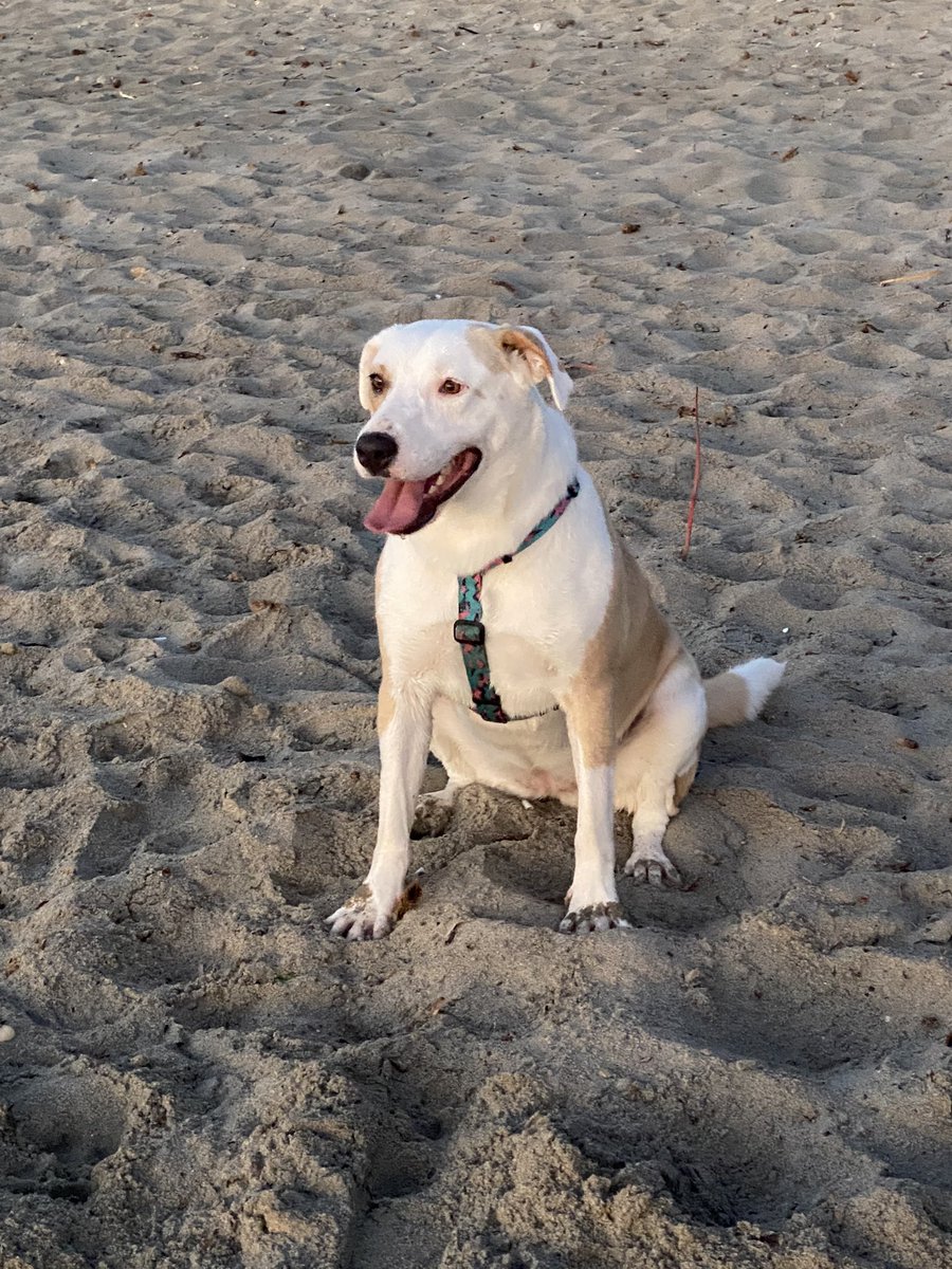 bu kızımız Karla, dağa terk etmiş sahibi, sonra tecavüze uğramış ve bolca dövülmüş. rahmi alındı. bir sürü yara izi var. barınağa gidecekken ailemize katıldı. çıt sesinden, erkeklerden, elini kaldıran herkesten korkuyor. tecavüz eden dışarda ama Karla’lar hapsedilsin isteniyor