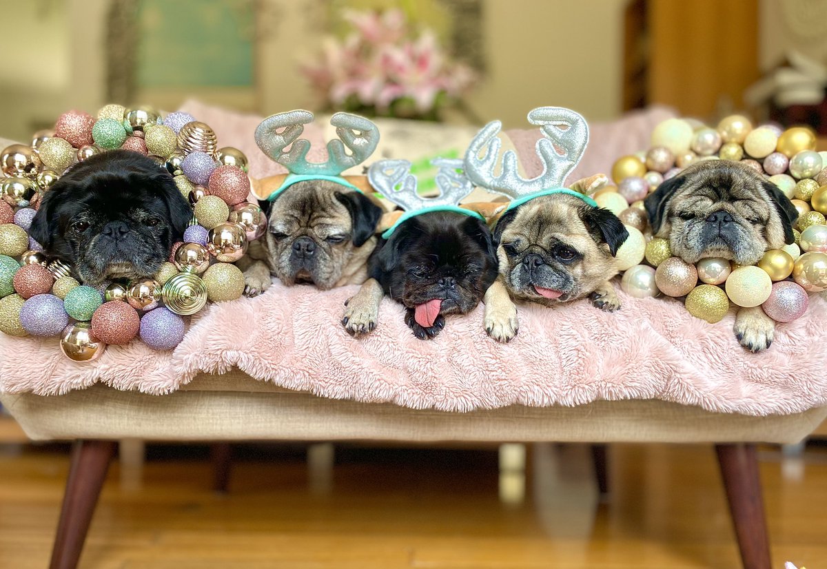 pugrescuevic's tweet photo. MERRY CHRISTMAS 🎄 https://t.co/OMVTKFgISF
