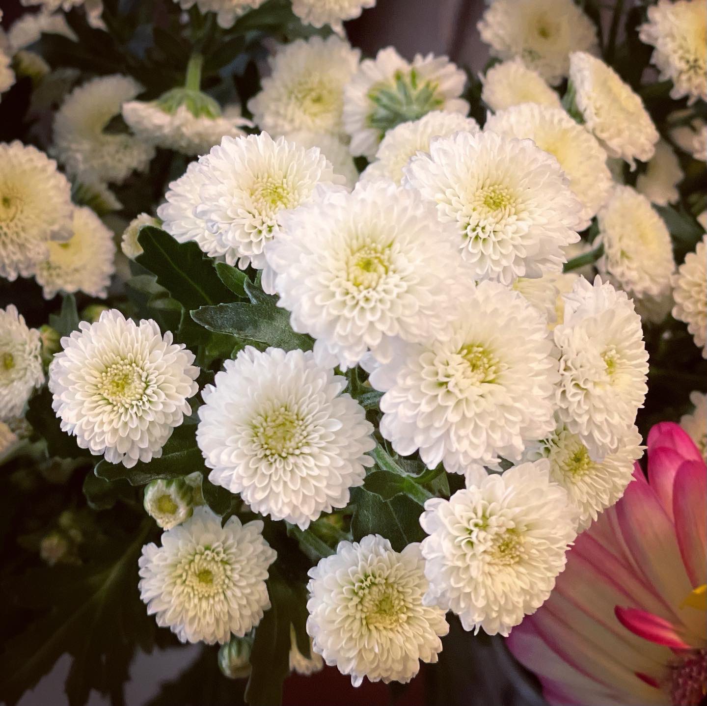 坂本 歩 おはようございます スプレーマム カリメロスノー Chrysanthemum Calimero Snow 雪を思わせる白い枝咲きの菊 カリメロシリーズ 卵のカラを被った黒いヒヨコ スプレーマムはアメリカなどで品種改良された洋菊 西洋菊 の種類 ステキな一日 坂本 歩 おはようございます スプレーマム カリメロスノー Chrysanthemum Calimero Snow 雪を思わせる白い枝咲きの菊 カリメロシリーズ 卵のカラを被った黒いヒヨコ スプレーマムはアメリカなどで品種改良された洋菊 西洋菊 の種類 ステキな一日