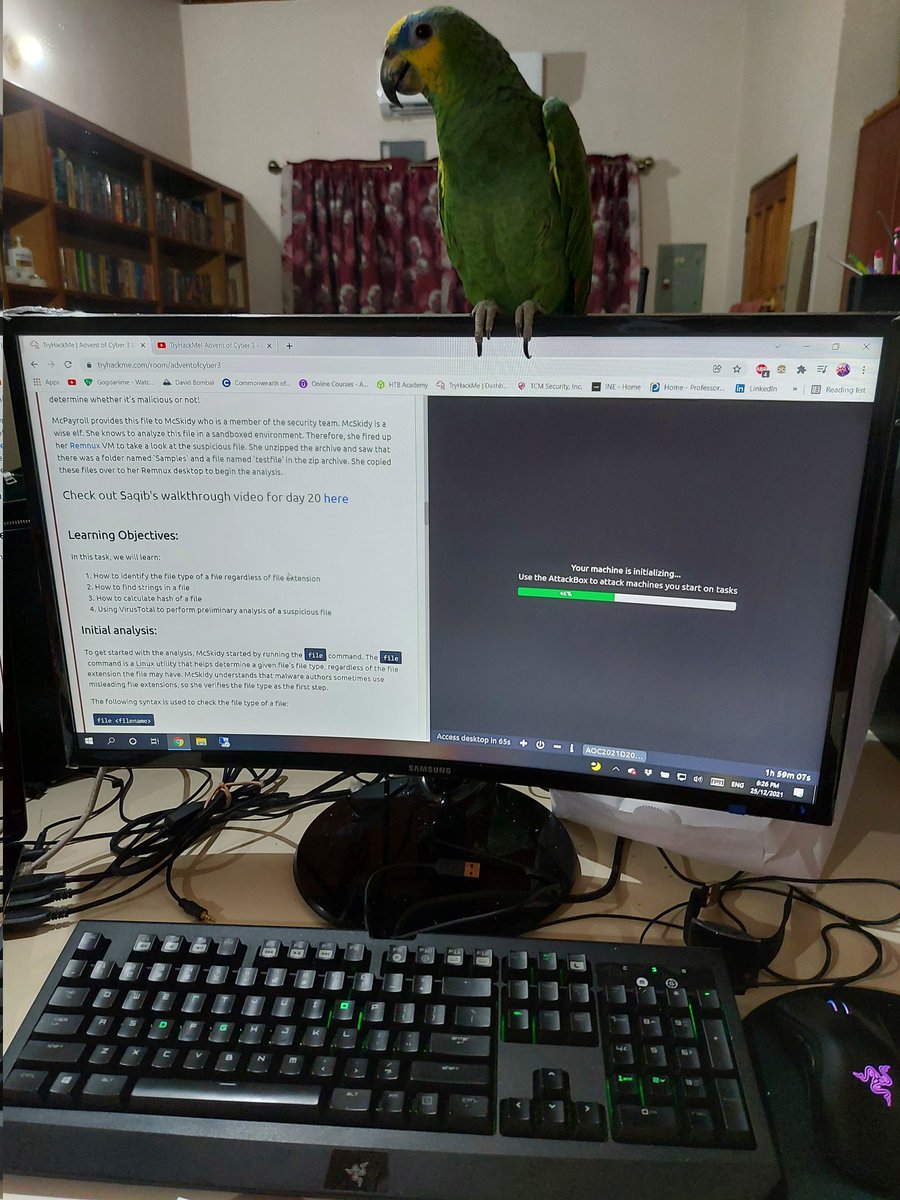 nishki_m's tweet image. Catching up on those last few days of @RealTryHackMe Advent of Cyber before Christmas is over! With a little help from Maya the Amazon parrot 🦜 #Christmas #adventofcyber2021 #parrot #tryhackme
