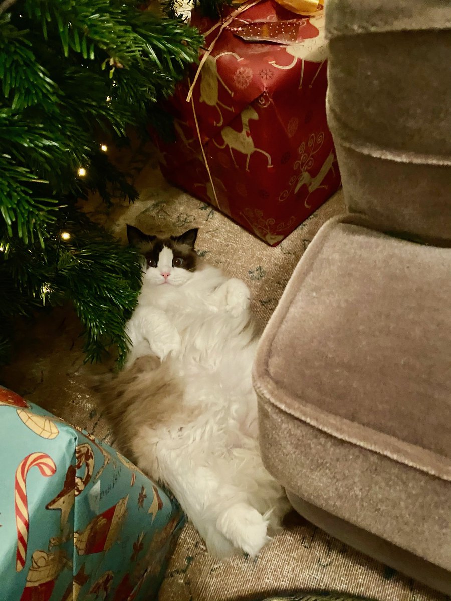 taylornation13's tweet image. Merry Christmas to everyone, but especially Benji 🥺