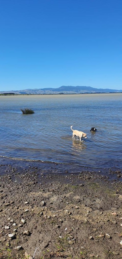RichardHeald17's tweet photo. Went to #lakewairarapa #NZHellhole #soundtrack there #gongunderground compilation, back, #ak79 https://t.co/gukGCiUhbC