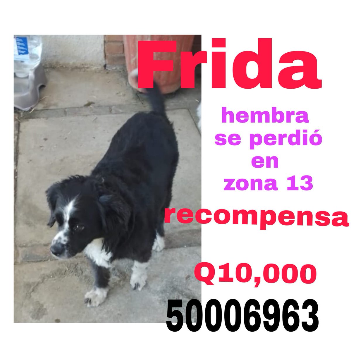 cdmascotas's tweet photo. #AmigosCDM #AdoptaNoCompres #AyudaSinJuzgar https://t.co/Jxiz2cpULO