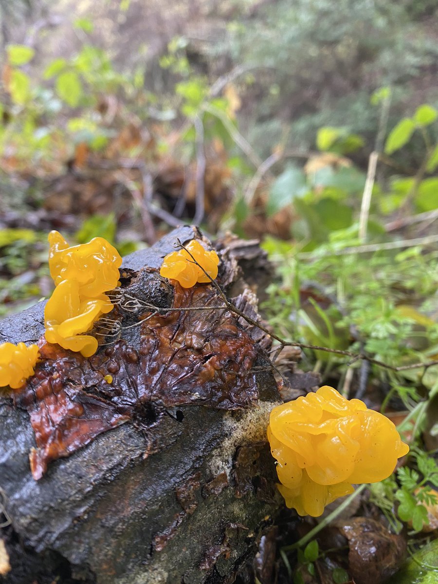 MetaverseGnome's tweet photo. Rain brings out the good stuff. https://t.co/g7h637JtoH