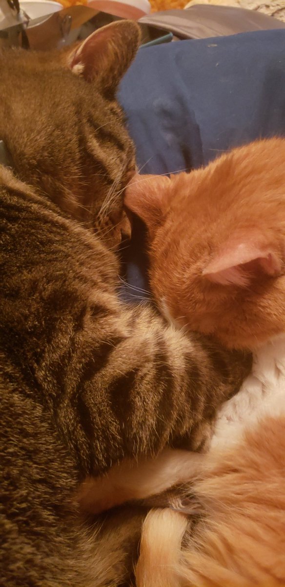 wilsonandtruman's tweet photo. @PatchyAmy My boys want to send some Christmas snuggles https://t.co/wlwnKxhR5j
