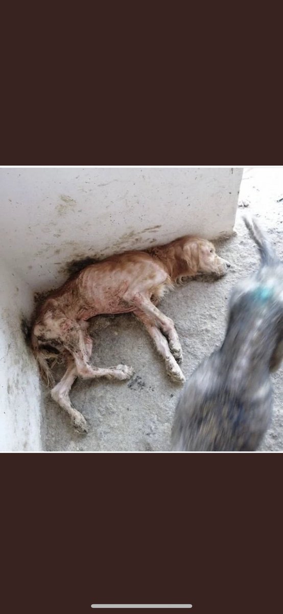 Masum köpeklerin günahına giren, girecek olan ve bu konuda sessiz kalan, kafasını kuma gömen herkese Hayırsız Ada olayını hatırlatırım. Başınız beladan kurtulmaz, uyarıyorum. Susanlar da dahil… herkes RT lesin  #KöpekSorunu #SokakHayvanlarıSahipsizDeğil