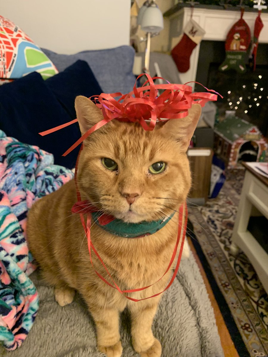 LordByronTheCat's tweet photo. I’m the reason for the season. https://t.co/wu1DYrLRR2