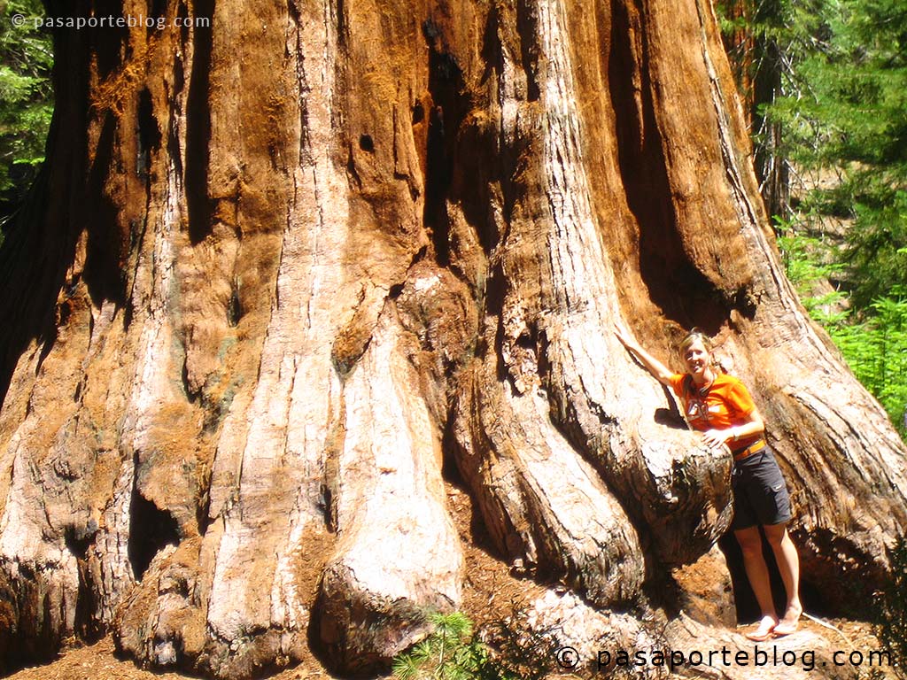 pasaporteblog's tweet photo. Sequoias Gigantes, viaje por Costa Oeste https://t.co/vX3qSIHwVj https://t.co/46kz9aNlFM