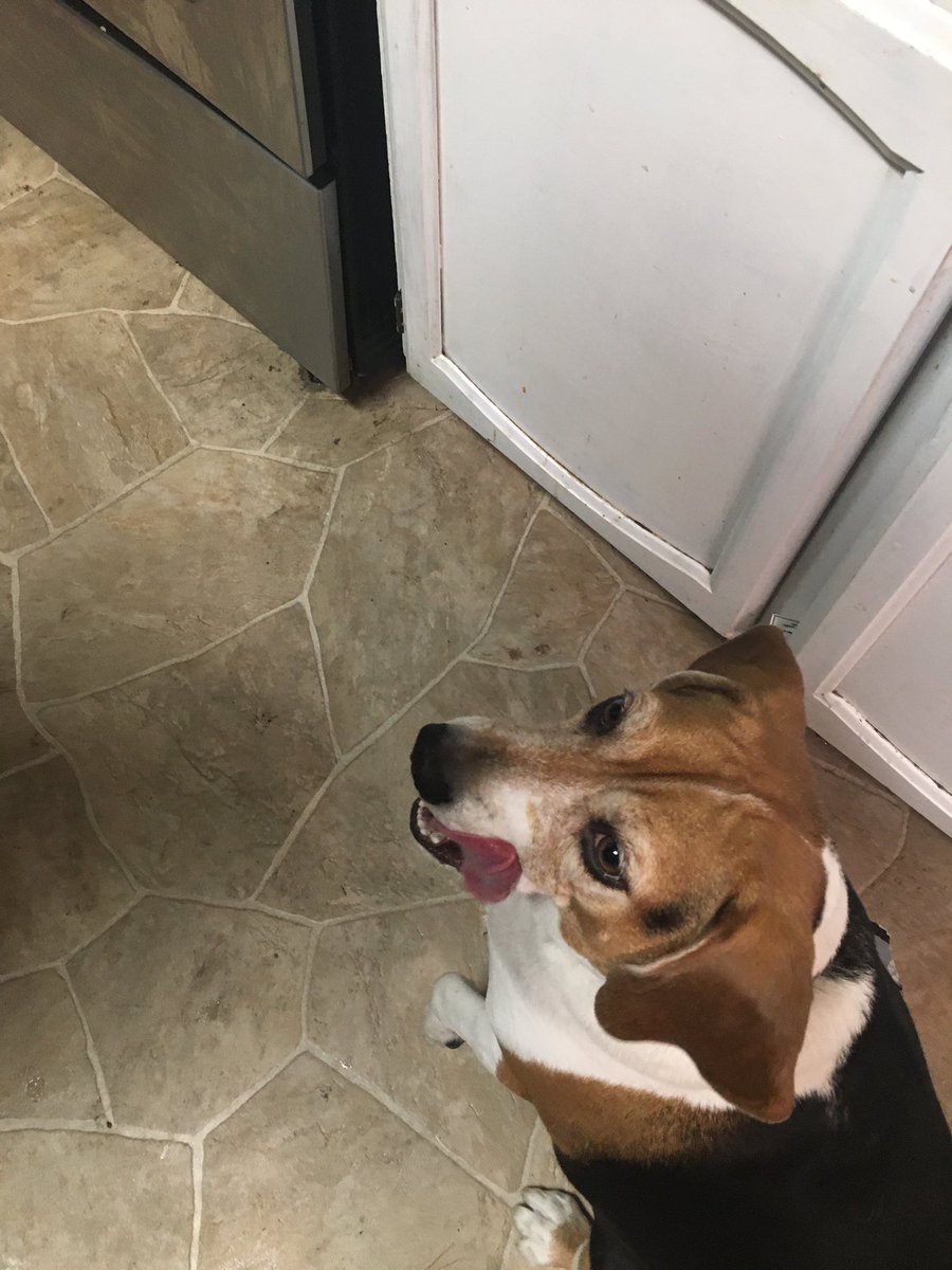 CaldecZoo's tweet photo. A spoiled #beagle? With her own #Christmas dinner plate? https://t.co/4PjE8bnXtH