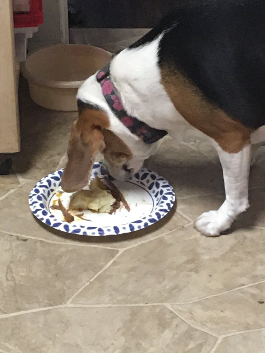CaldecZoo's tweet photo. A spoiled #beagle? With her own #Christmas dinner plate? https://t.co/4PjE8bnXtH