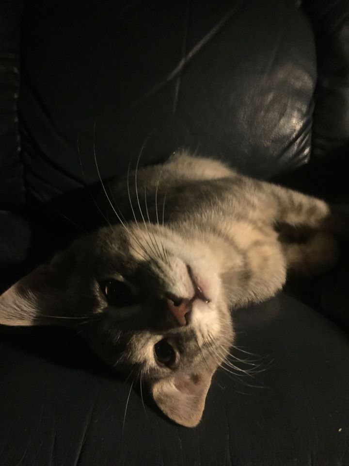 Stacycat67's tweet photo. Watching #AOTS on Christmas night. I even like #DrPepper! Maybe I'll even win something, but we're all winners here - AOTS &amp; Christmas plus a cute cat pic! #DrPepperAOTS https://t.co/uqVB0ymxyr