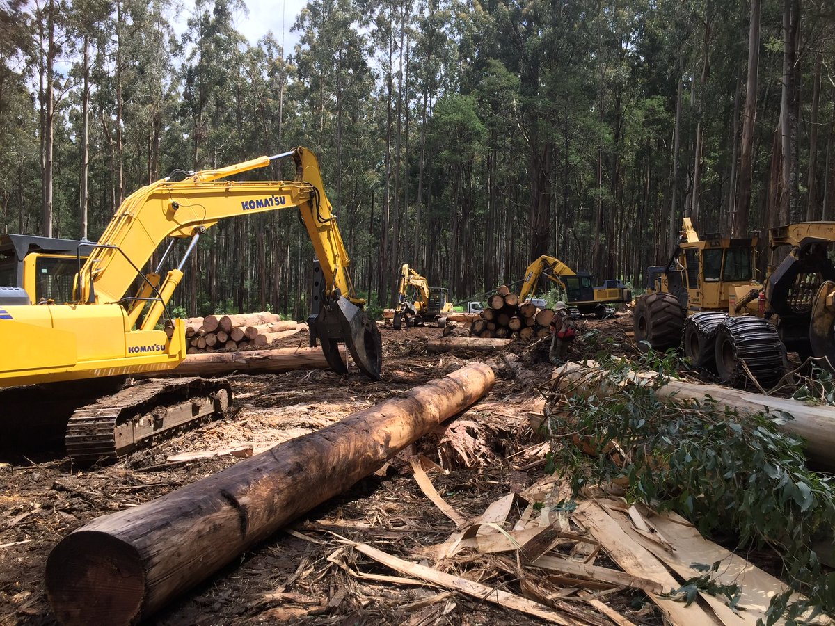 mac_bron's tweet photo. The Victorian Government continues to decimate our carbon-dense forests, habitat for endangered species, how about a New Years resolution @DanielAndrewsMP @MaryAnneThomas @LilyDAmbrosioMP #EnoughIsEnough #LaborsLogging https://t.co/co54PmMCRS