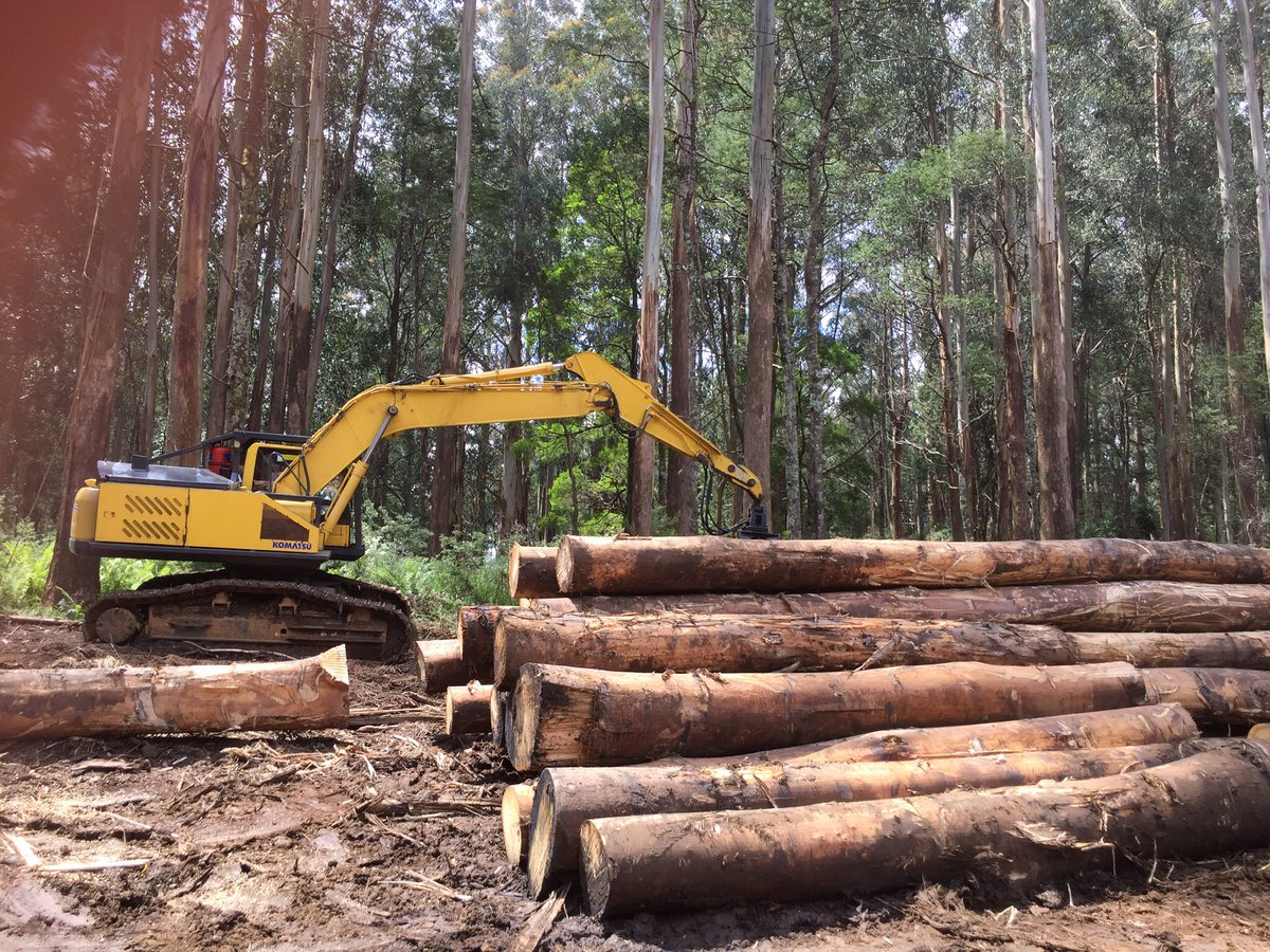 mac_bron's tweet photo. The Victorian Government continues to decimate our carbon-dense forests, habitat for endangered species, how about a New Years resolution @DanielAndrewsMP @MaryAnneThomas @LilyDAmbrosioMP #EnoughIsEnough #LaborsLogging https://t.co/co54PmMCRS