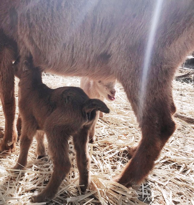 Woke up to a surprise this Christmas morning #Christmas #cute #brandnewanimal #baby #goats &hearts;️ https://t<a href="/tag/christmas"class="tags">#Christmas</a><a href="/tag/cute"class="tags"><span>#cute</span></a><a href="/tag/baby"class="tags"><span>#baby</span></a><a href="/tag/goats"class="tags"><span>#goats</span></a><a href="/tag/brandnewanimal"class="tags"><span>#brandnewanimal</span></a>