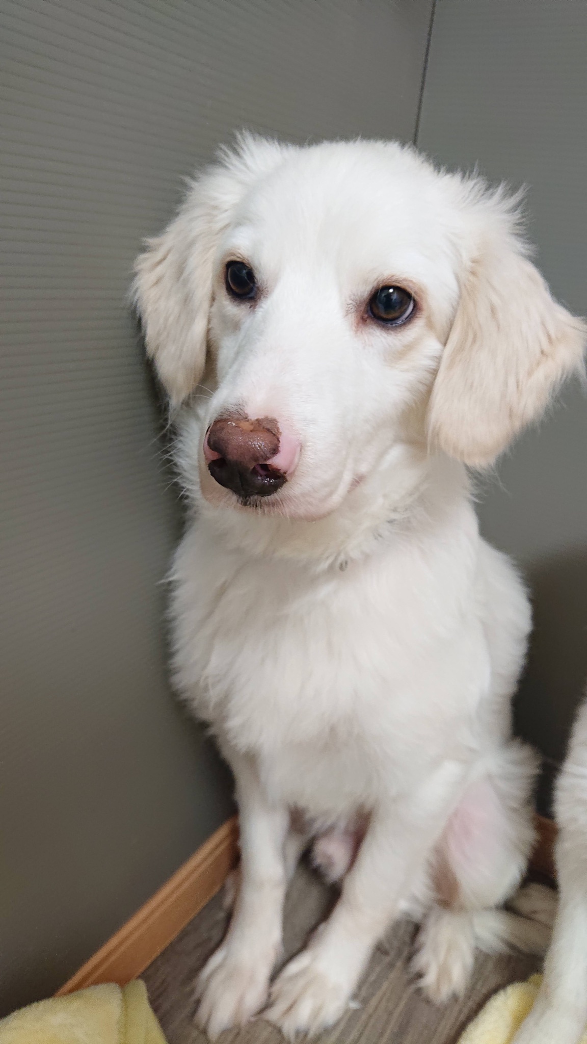 嗚呼 みんなの動物園 次の新企画の主人公ハウルくん かわいいお顔にスタッフもスタジオの皆さんもメロメロでした つい先日 年内最後の収録も終了 ロケの準備などでまだまだ仕事納めにはならなさそうですが 皆さんは年末年始お休みできそうです 嗚呼 みんなの動物園 次の新企画の主人公ハウルくん かわいいお顔にスタッフもスタジオの皆さんもメロメロでした つい先日 年内最後の収録も終了 ロケの準備などでまだまだ仕事納めにはならなさそうですが 皆さんは年末年始お休みできそうです