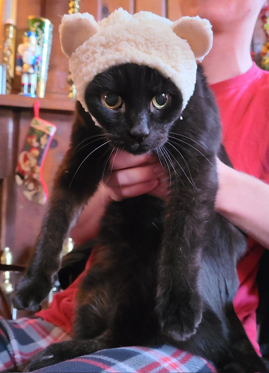 PeartatoDraws's tweet photo. I got him a pet hat for Christmas. Clearly, he loves it https://t.co/XHnSpTmm28