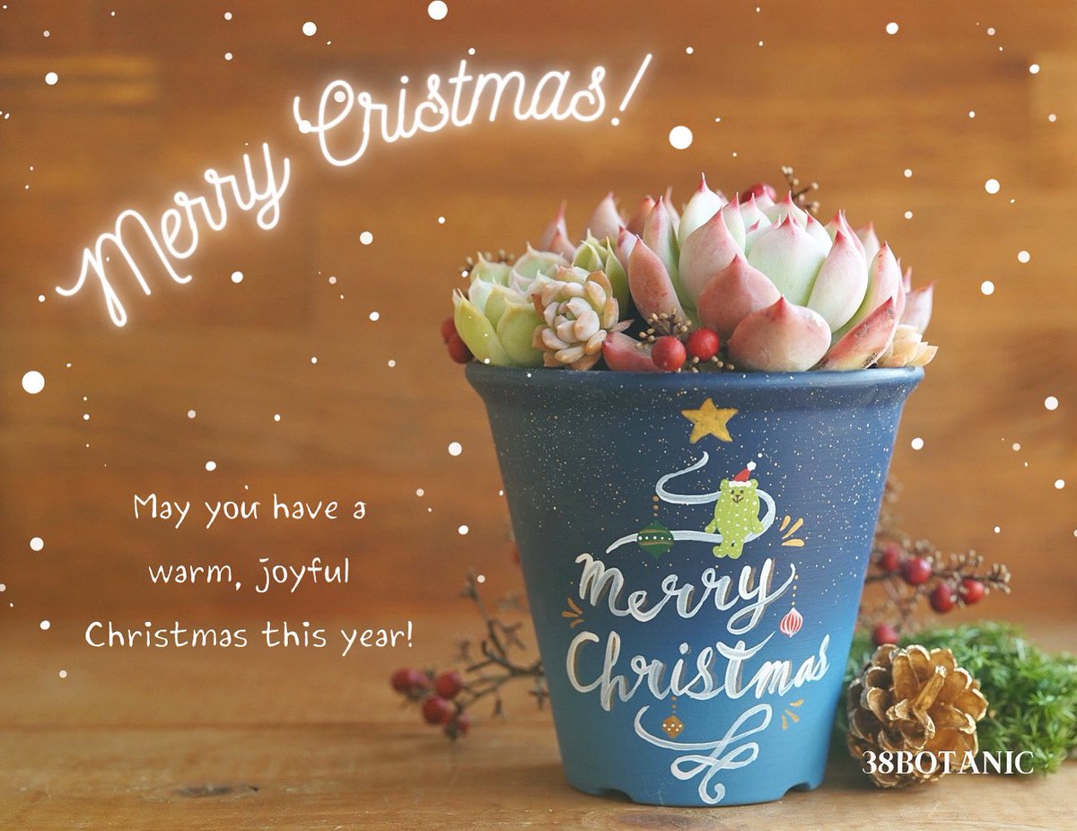 hacchi1222's tweet photo. 一日遅れちゃいましたが
皆様、クリスマスはいかがお過ごしでしたか🤗🎄

38BOTANIC 
今年のChristmasフォト🎄✨
記録として投稿させてください♪

それぞれの鉢のデザインに合わせた撮影が、とにかく楽しかった〜☺️💕

#多肉植物 #多肉
#succulentplant https://t.co/EAXiSJumnE
