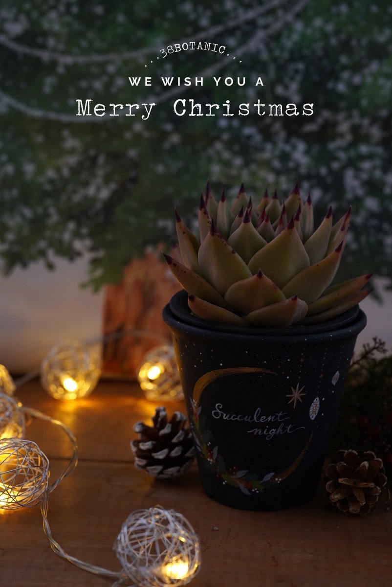 hacchi1222's tweet photo. 一日遅れちゃいましたが
皆様、クリスマスはいかがお過ごしでしたか🤗🎄

38BOTANIC 
今年のChristmasフォト🎄✨
記録として投稿させてください♪

それぞれの鉢のデザインに合わせた撮影が、とにかく楽しかった〜☺️💕

#多肉植物 #多肉
#succulentplant https://t.co/EAXiSJumnE