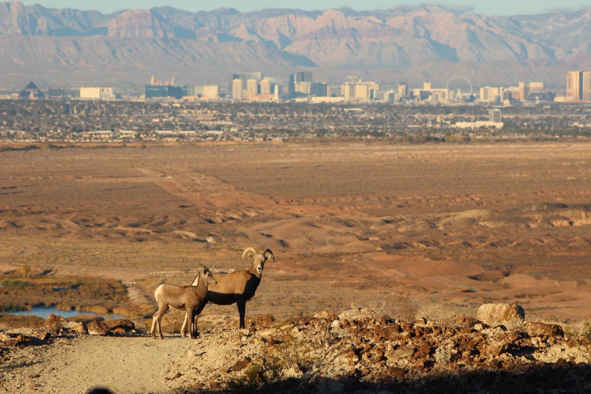 FOX5Vegas's tweet photo. One FOX5 viewer spotted these desert "reindeer" or bighorn sheep Christmas morning. Were they pulling Santa's sleigh earlier? (photo credit Scott Petsel) https://t.co/JxjuhCMTgr