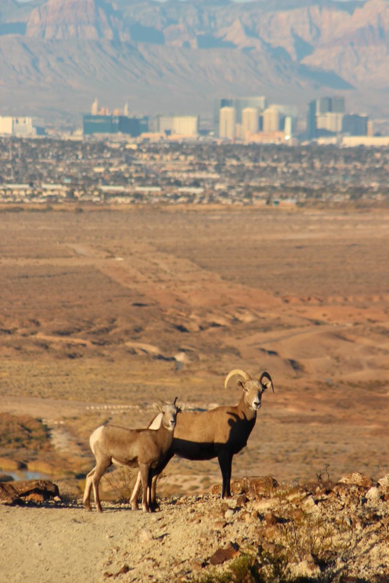 FOX5Vegas's tweet photo. One FOX5 viewer spotted these desert "reindeer" or bighorn sheep Christmas morning. Were they pulling Santa's sleigh earlier? (photo credit Scott Petsel) https://t.co/JxjuhCMTgr