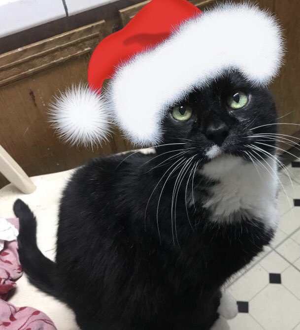 Happy holidays everyone, wishing you all the best! 🎁
Here are pictures of my cats with Santa hats