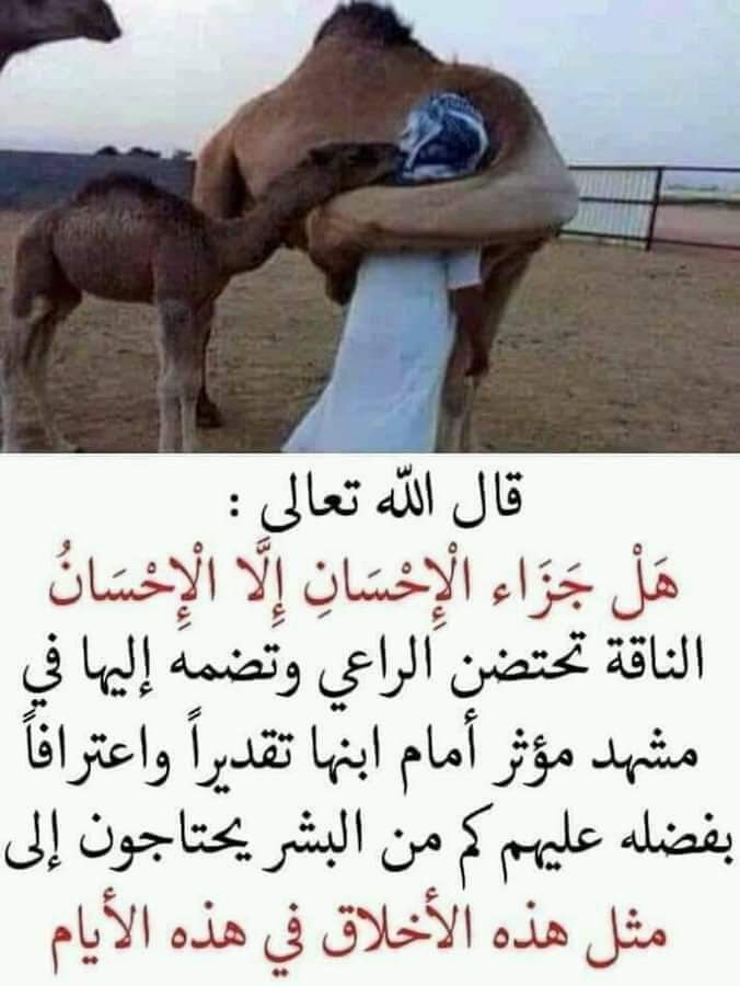 خالد السيد (@khaled15266796) on Twitter photo 