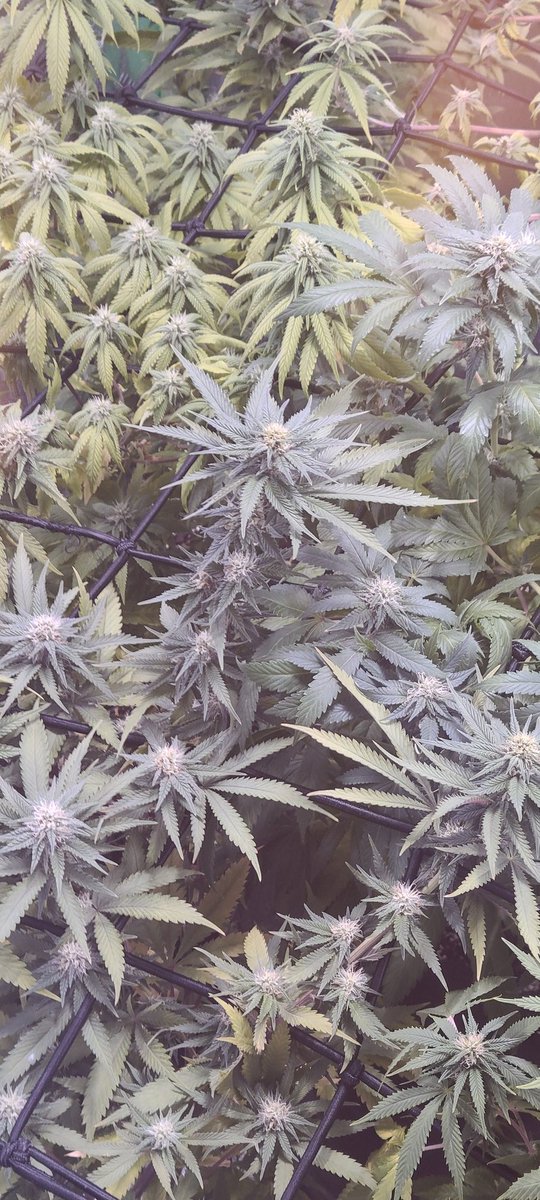 DetroJones's tweet photo. Girls in flowering tent lollipopping. Bahama berry from solfire genetics. #homegrown #StonerFam #Mmemberville #cannabisculture #MedicalMarijuana https://t.co/23RfcGBB6i
